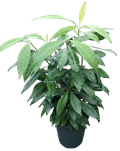 Ardisia Red